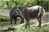 Tapir