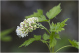 Christoffelkruid - Actaea spicata