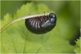 Reuzenbladhaan - Timarcha tenebricosa