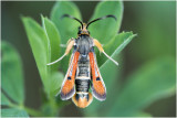 Zuringwespvlinder - Pyropteron chrysidiforme