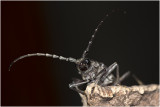 Heldenbok - Cerambyx cerdo