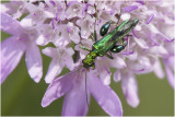 fraaie Schijnboktor - Oedomera nobilis