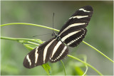 Zebravlinder - Heliconius charitonia