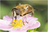 Blinde Bij -  Eristalis tenax