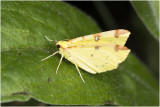 Hagedoornvlinder - Opisthograptis luteolata