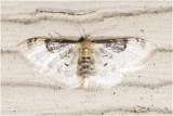 Schaduwstipspanner - Idaea rusticata