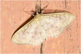 Parelmoermot - Pleuroptya ruralis