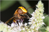 Stadsreus - Volucella zonaria