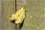 Hagedoornvlinder - Opisthograptis luteolata