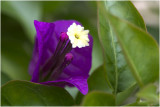  Bougainville