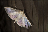 gewone Brandnetelmot - Pleuroptya ruralis