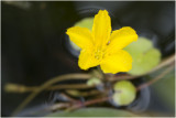 Watergentiaan - Nymphoides peltata
