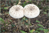 grote Parasolzwam - Macrolepiota procera