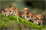 gewoon Fluweelpootje - Flammulina velutipes