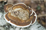 Tonderzwam - Ganoderma spec.