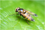 Wespreus - Volucella inanis 