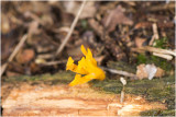 kleverig Koraalzwammetje - Calocera viscosa