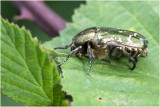 Gedeukte Gouden Tor - Protaetia metallica