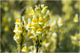 Vlasbekje - Linaria vulgaris