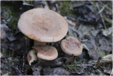 kaneelkleurige Melkzwam - Lactarius quietus