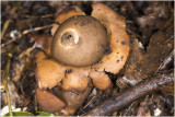 gekraagde Aardster - Geastrum triplex