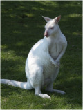 Kangaroo