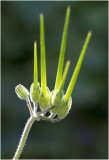 Reigersbek - Erodium cicutarium