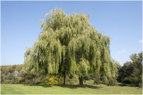 Treurwilg - Salix babylonica