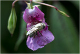 Wit bepoederde Honingbij - Apis mellifera