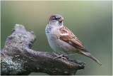 Huismus - Passer domesticus