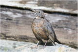 Merel - Turdus merula