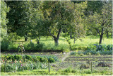 Groente- of moestuin -  jardin potager - kitchen garden