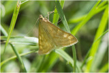 Parelmoermot - Pleuroptya ruralis