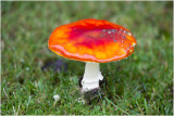 Vliegenzwam - Amanita muscaria