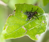 Signaalvlieg - Platystoma spec.