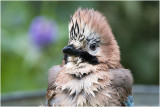 Gaai - Garrulus glandarius