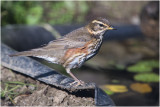 Koperwiek - Turdus Iliacus