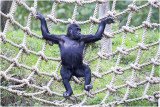 jonge Gorilla