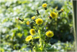 gewone Melkdistel - Sonchus oleraceus