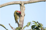 groene Specht - Picus viridis