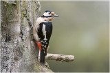 grote bonte Specht - Dendrocopos major