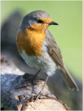 Roodborst - Erithacus rubecula