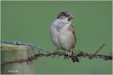 Huismus - Passer domesticus - 13/1