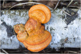 Vermiljoenzwam - pycnoporus cinnabarinus 5/3