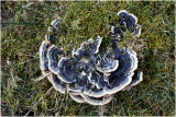 Gewoon Elfenbankje - Trametes versicolor 5/3