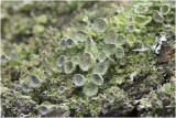 Kopjesbekermos - Cladonia Fimbriata 9/3