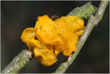 Gele Trilzwam - Tremella mesenterica