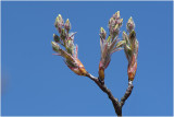 Krentenboom - Amelanchier lamarckiin