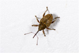 Kleine Eikelboorder - Curculio_glandium   27/5