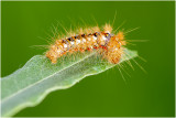 Donsvlinder - Euproctis similis